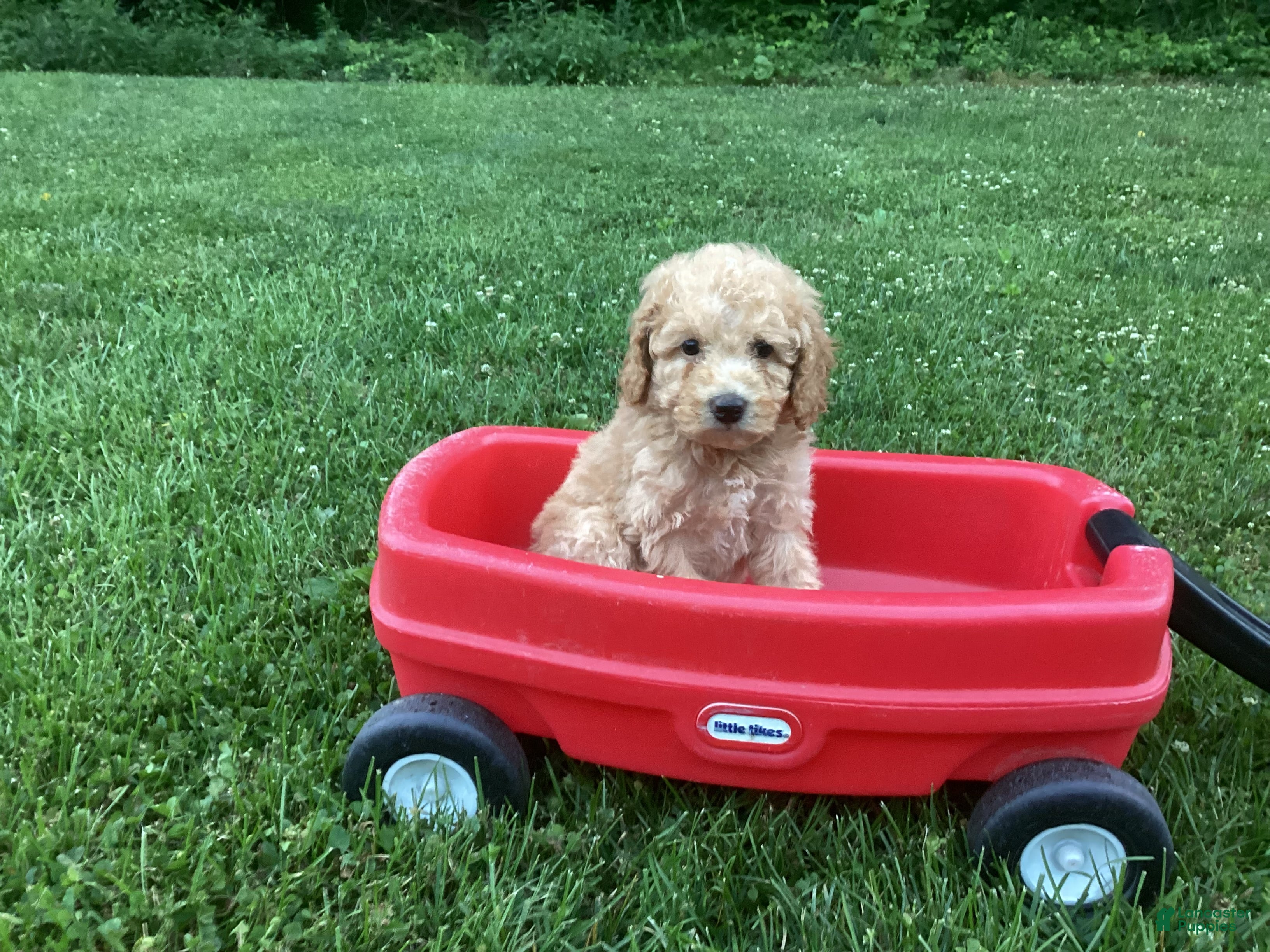 Mini Goldendoodle dogs Harper - Ad 2