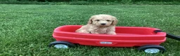 Mini Goldendoodle dogs for sale: Harper - Ad 2