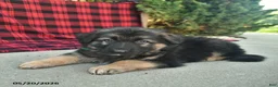 Mixed Breed dogs for sale: Reed  - Ad 4