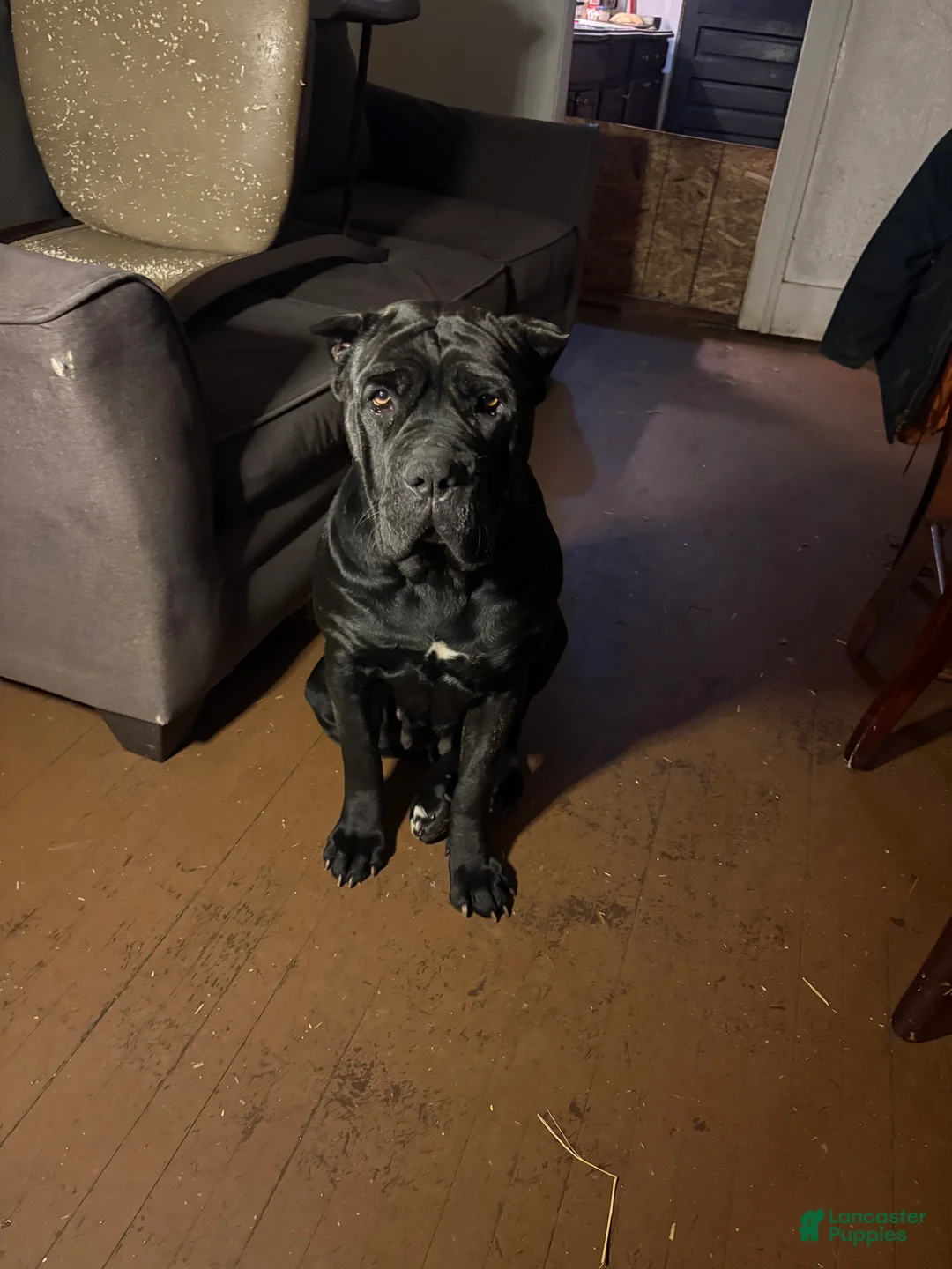 Cane Corso dogs for sale: Cane Corso Puppy 3 - Ad 4