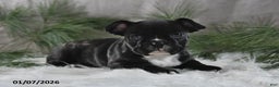 French Bulldog dogs for sale: Cindy - Ad 2
