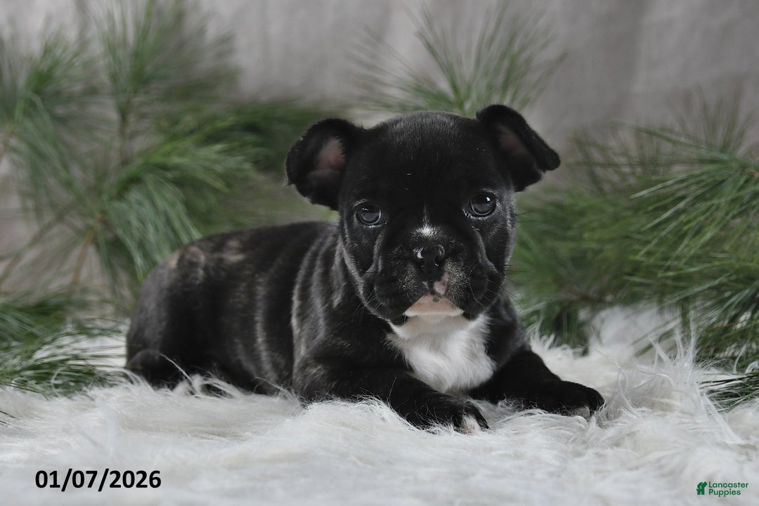 French Bulldog dogs for sale: Cindy - Ad 2