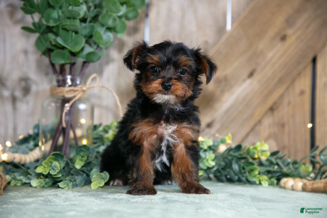 Yorkshire Terrier dogs for sale: Wendy - Ad 1