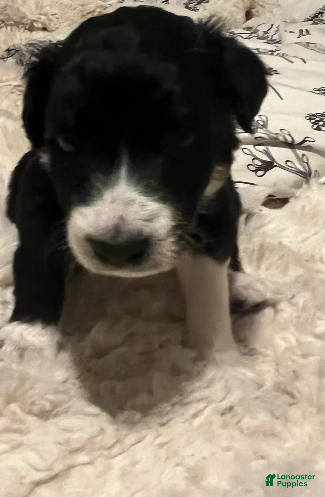 Aussiedoodle dogs for sale: Aussiedoodle Puppy 3 - Ad 2