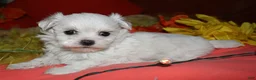 Maltese dogs for sale: Mable - Ad 9