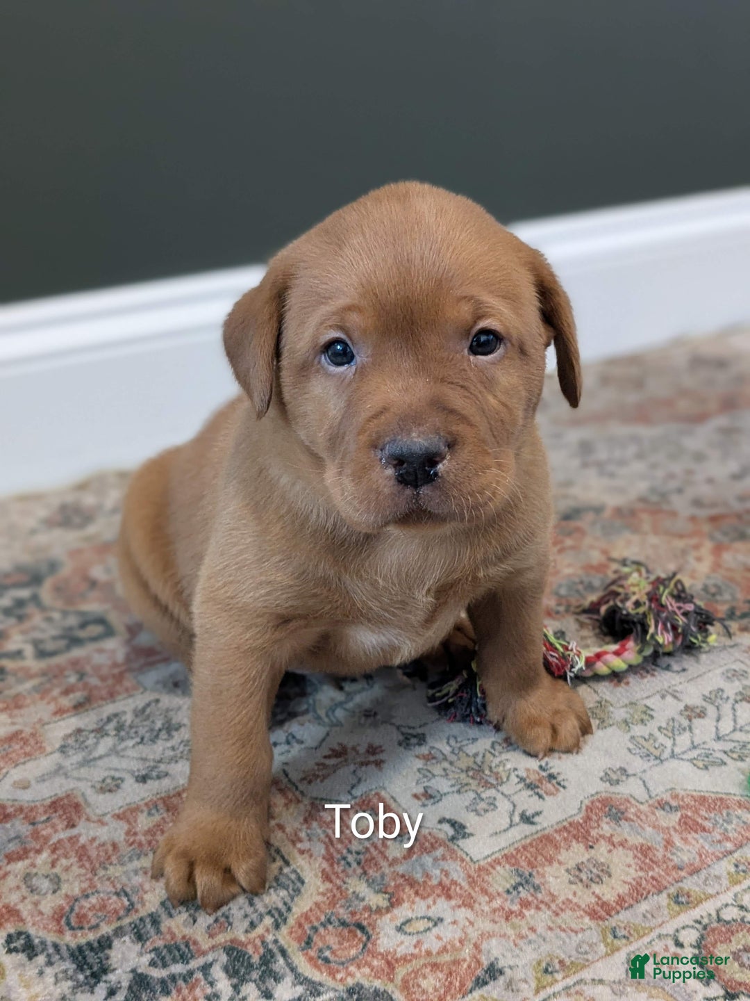 Labrador Retriever dogs for sale: Toby - Ad 2