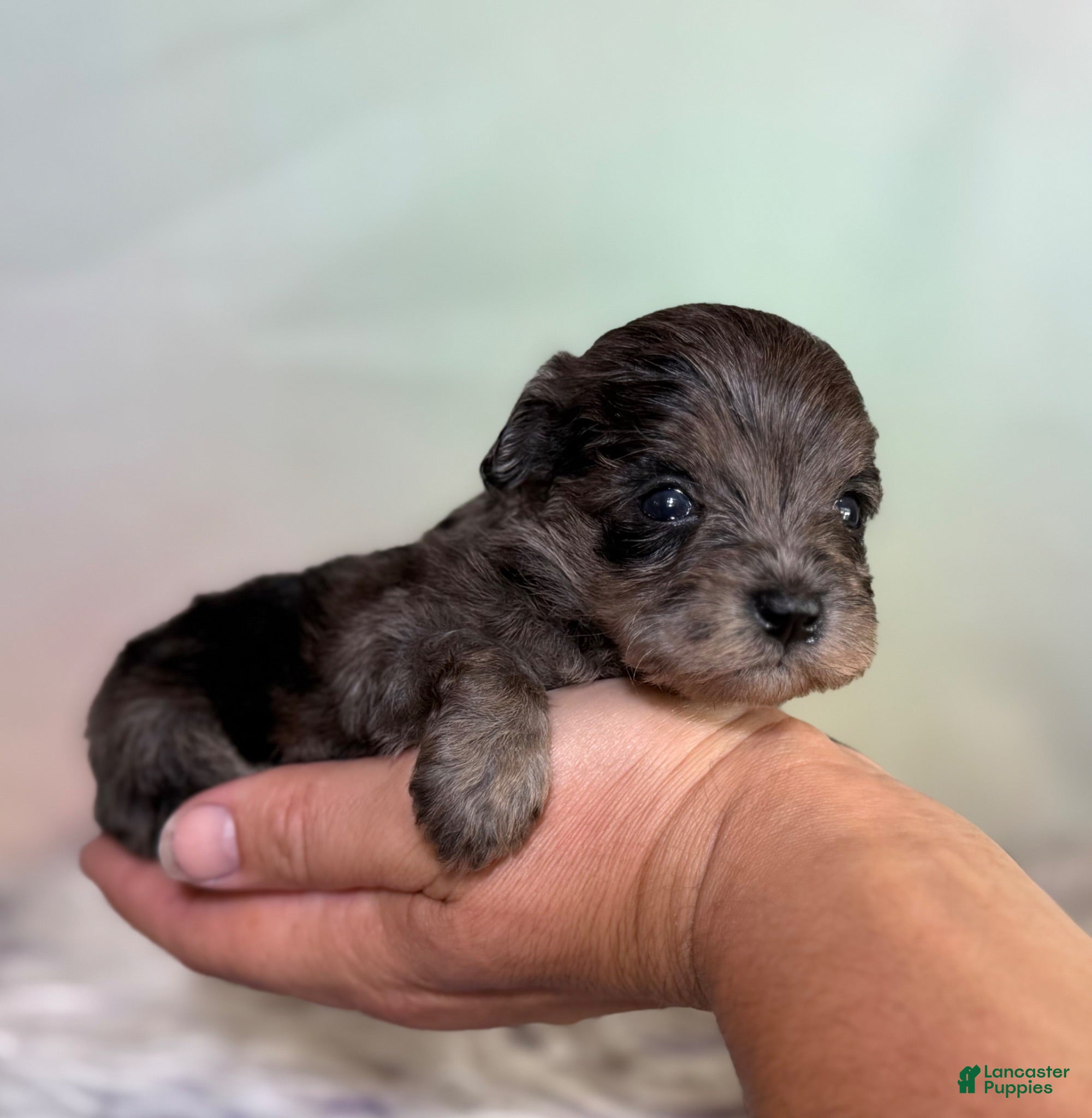 Schnoodle dogs Pipsqueak - Ad 1