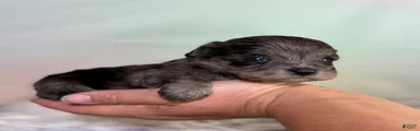 Pipsqueak
