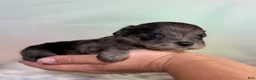 Schnoodle dogs for sale: Pipsqueak - Ad 1