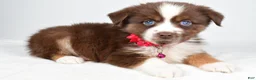 Miniature Australian Shepherd dogs for sale: Darcy - Ad 7