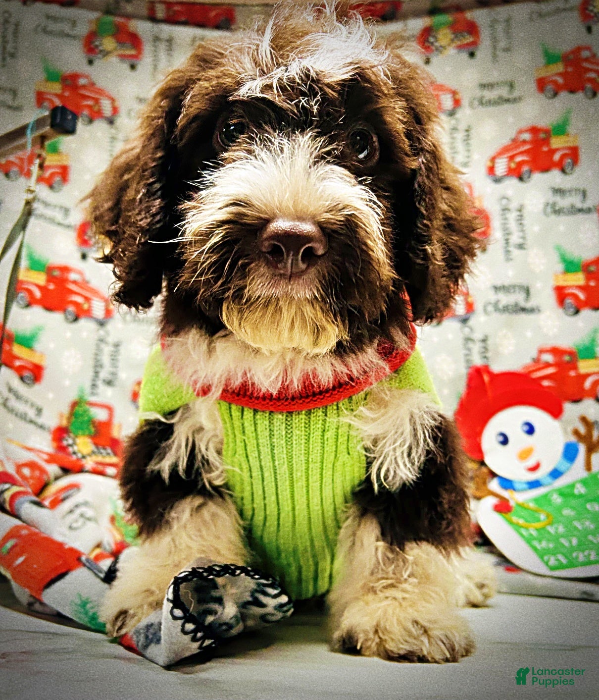 Havapoo dogs Pilot - Ad 16