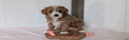 Cavapoo dogs for sale: River - Ad 8