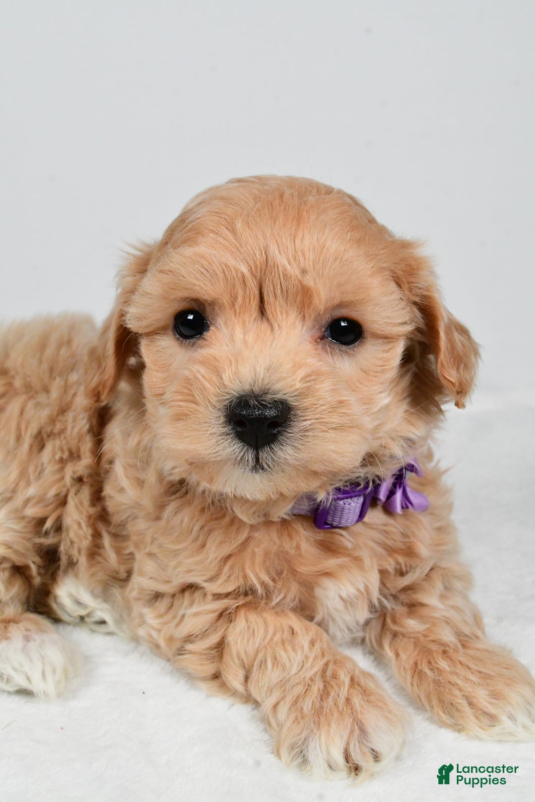 Maltipoo dogs for sale: Julie - Ad 4