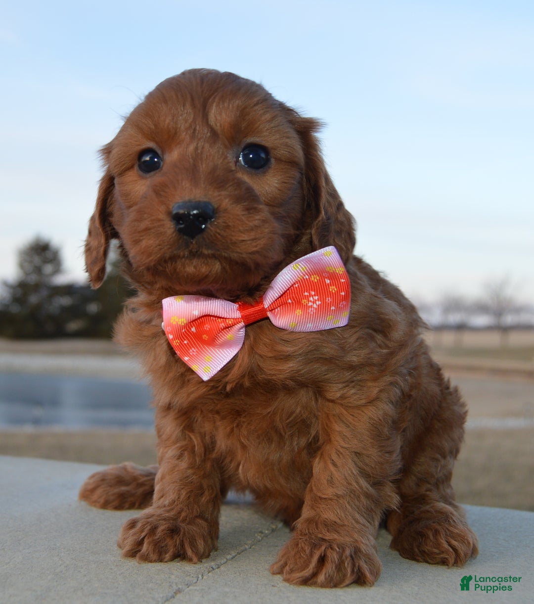 Cockapoo dogs for sale: Coco - Ad 5