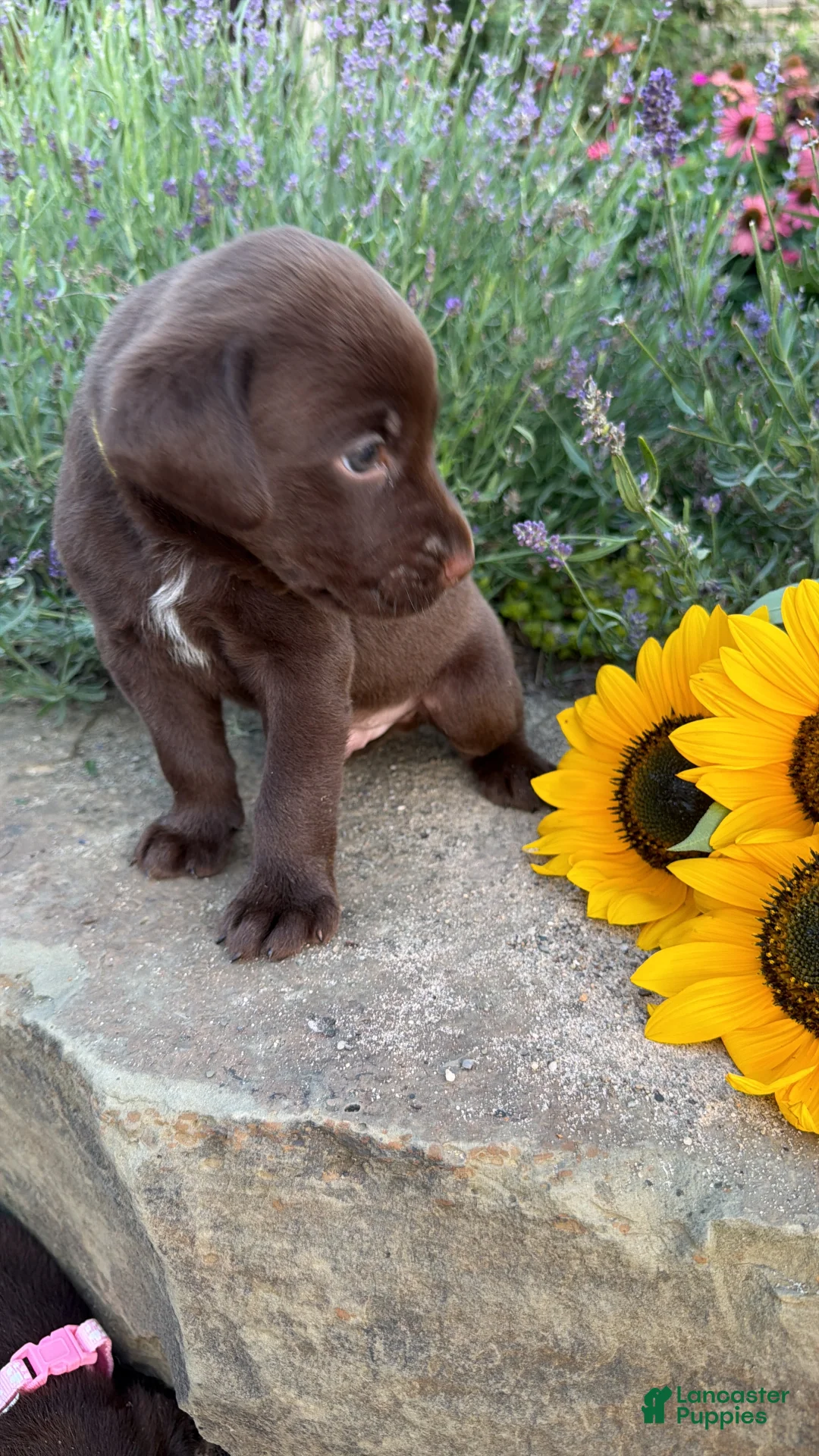 Labrador Retriever dogs for sale: Zeke - Ad 2
