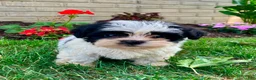 Teddy Bear dogs for sale: Charlie - Ad 5