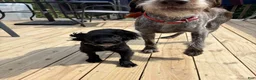 Cocker Spaniel dogs for sale: Ozzy <3 - Ad 3