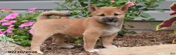Shiba Inu dogs for sale: June - Ad 1