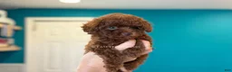 Toy Poodle dogs for sale: Kiss of Life  - Ad 4