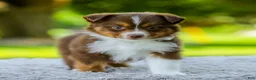 Miniature Australian Shepherd dogs for sale: Lola - Ad 3