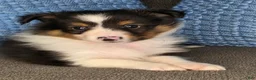 Shetland Sheepdog dogs for sale: Detroit  - Ad 5