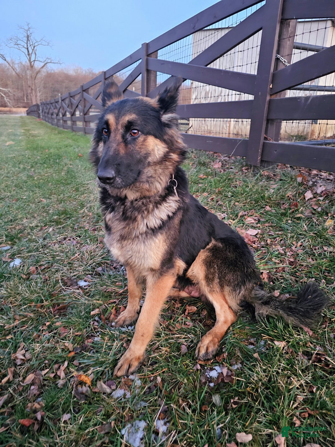 German Shepherd dogs for sale: Axel  - Ad 5