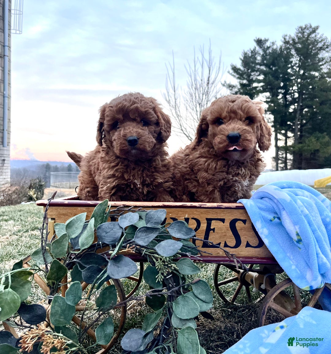 Mini Goldendoodle dogs for sale: Charming Robert❤️Call 717-548-2054 - Ad 4