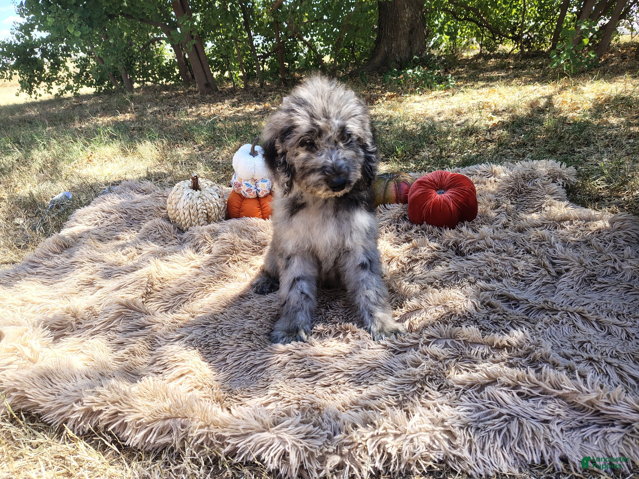 Mini Goldendoodle dogs Mini Goldendoodle 4 - Ad 1