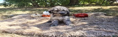 Mini Goldendoodle 4