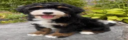 Mini Bernedoodle dogs for sale: 🧡IN BOSTON MASSACHUSETTS AREA🧡MINI BERNEDOODLE BOY🧡 - Ad 3