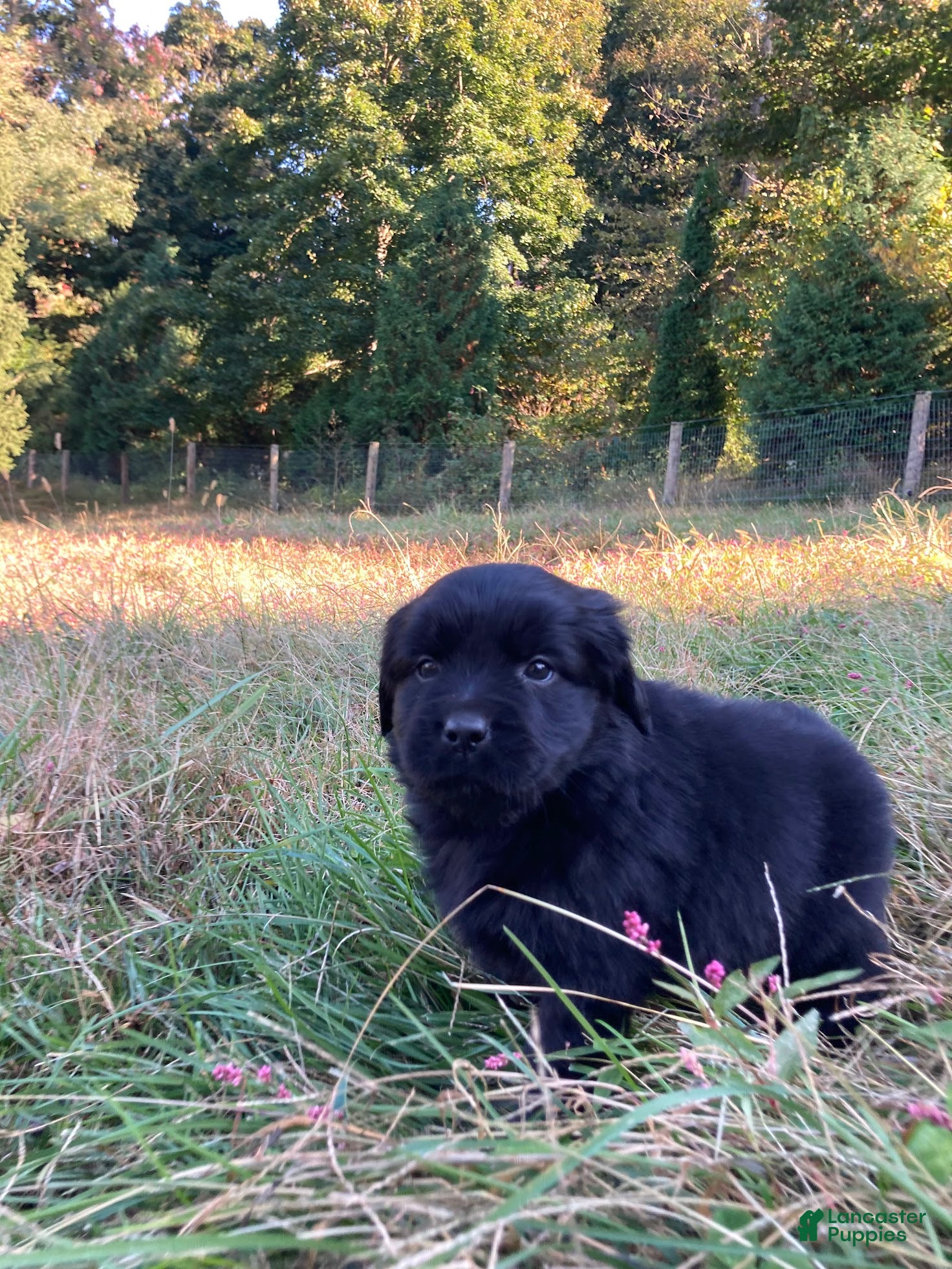 Newfoundland dogs for sale: Scarlet - Ad 1