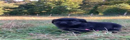 Newfoundland dogs for sale: Scarlet - Ad 1