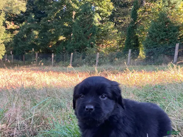 Newfoundland dogs for sale: Scarlet - Ad 1