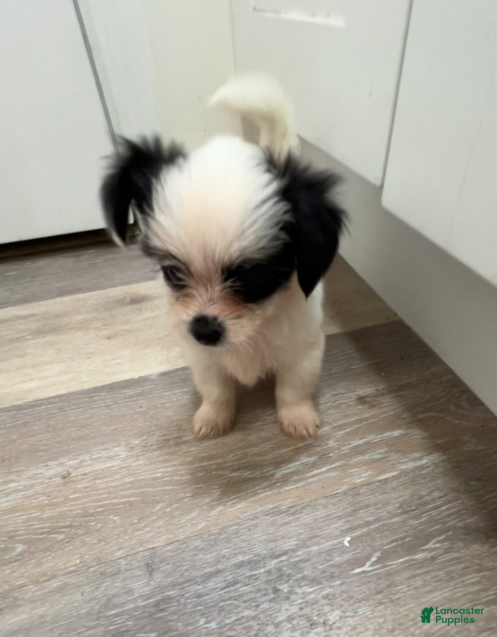 Mixed Breed dogs Mixed Breed 2 - Ad 2