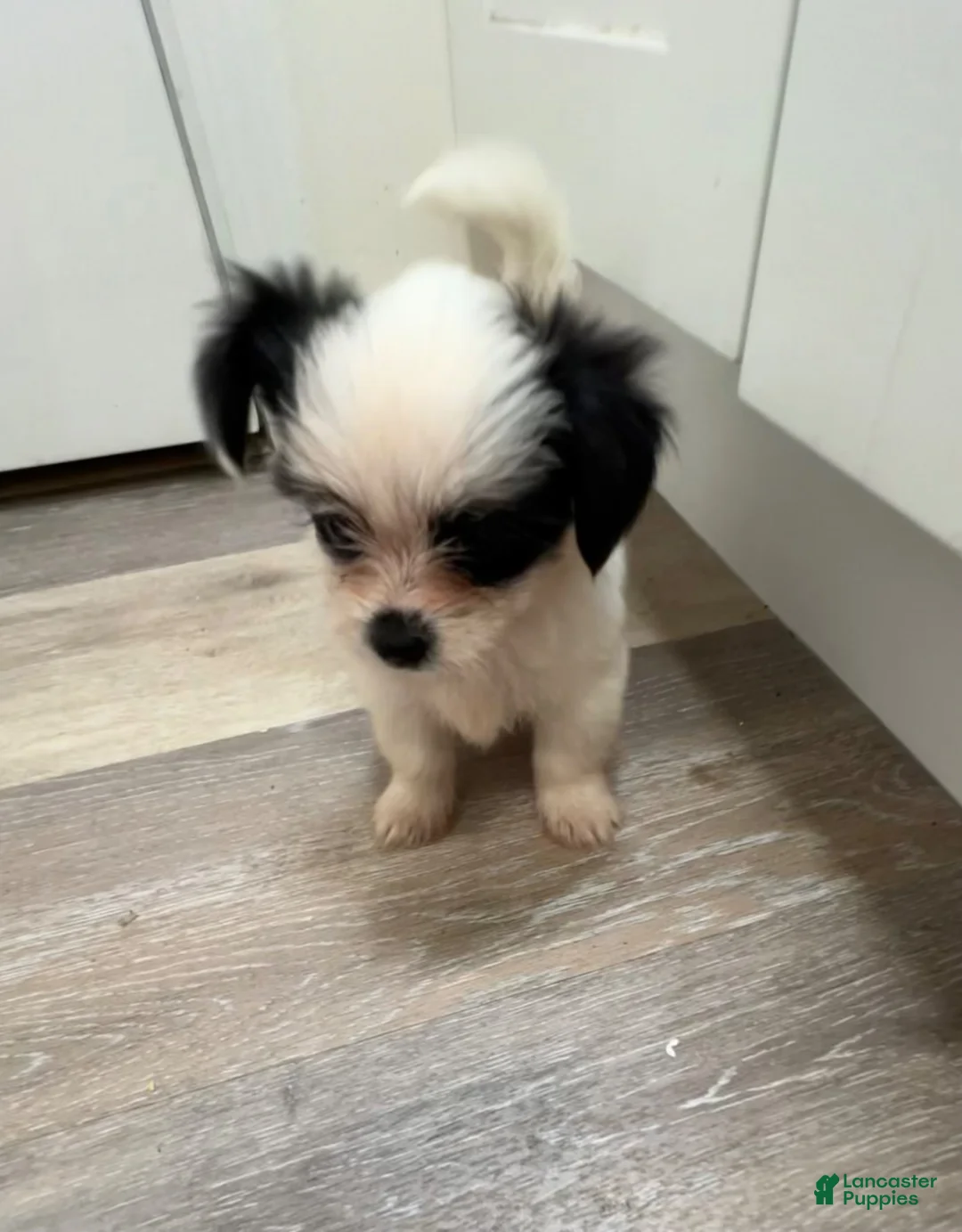 Mixed Breed dogs for sale: Mixed Breed 2 - Ad 2
