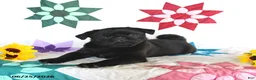 Pug dogs for sale: Blackie - Ad 2
