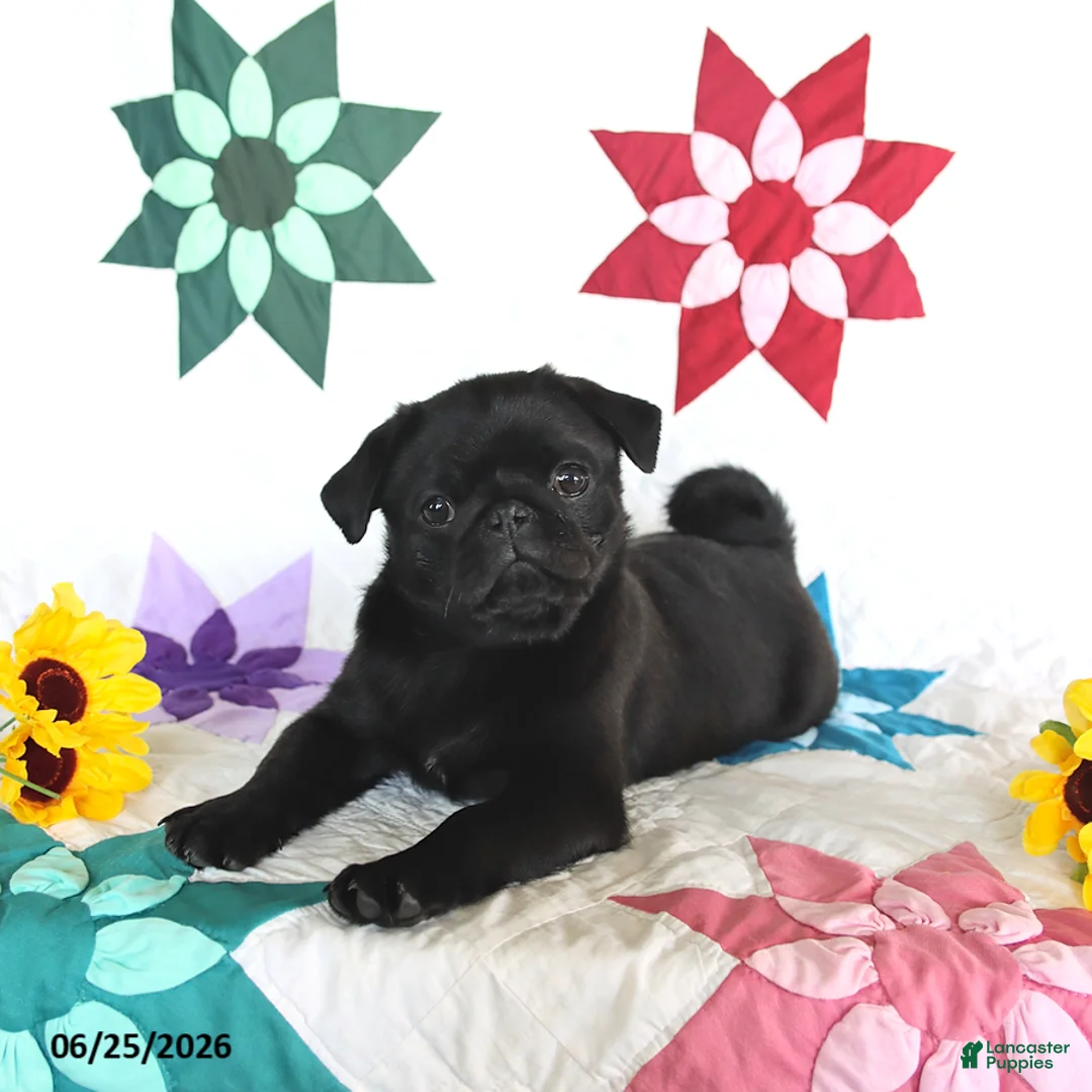 Pug dogs for sale: Blackie - Ad 2