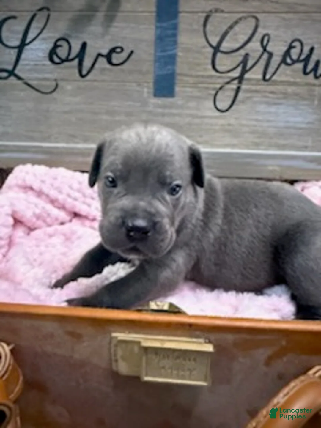 Cane Corso dogs for sale: Girl 1  - Ad 1