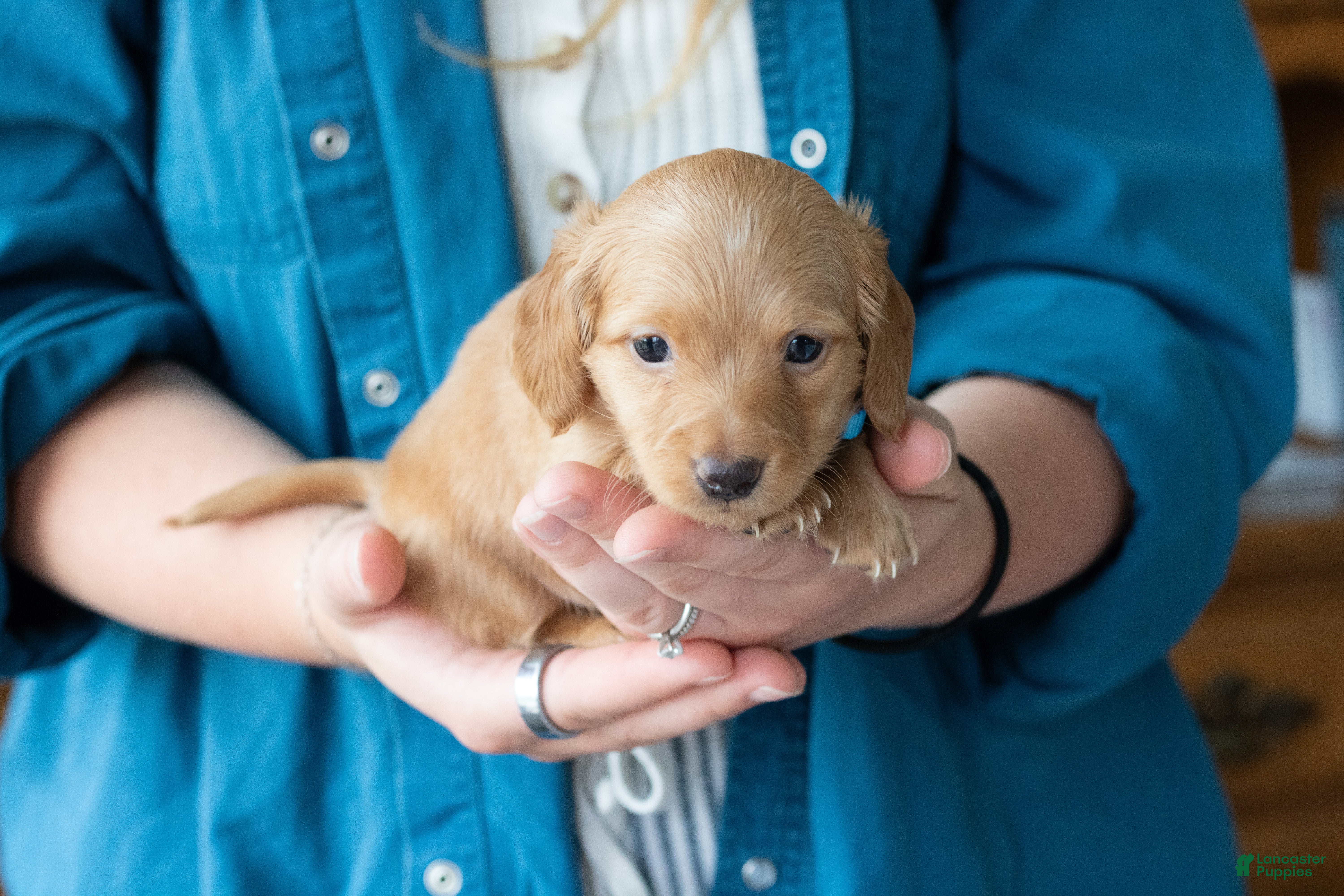 Miniature Dachshund dogs Frank  - Ad 26