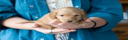 Miniature Dachshund dogs for sale: Frank  - Ad 1