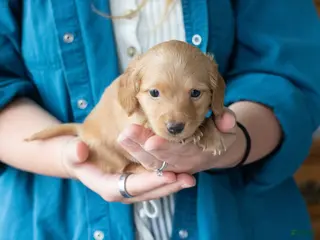 Miniature Dachshund dogs Frank - Ad 26