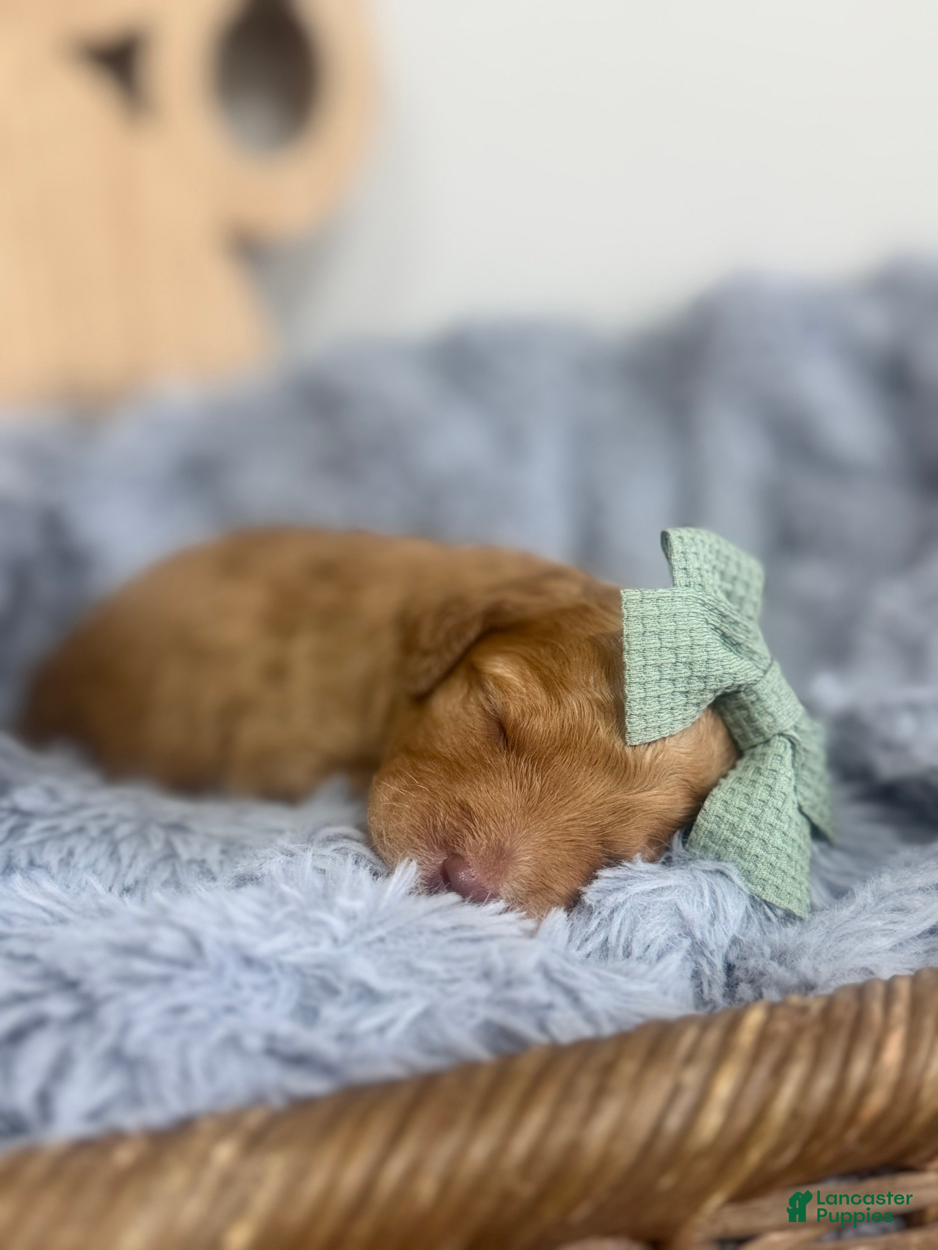 Mixed Breed dogs Aura-Green Collar - Ad 1