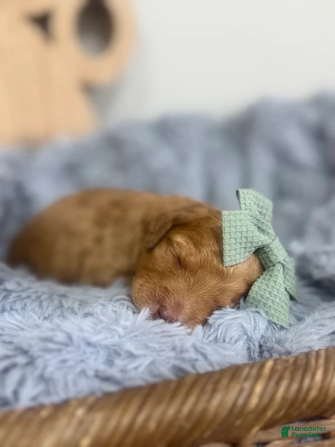 Mixed Breed dogs for sale: Aura-Green Collar - Ad 1