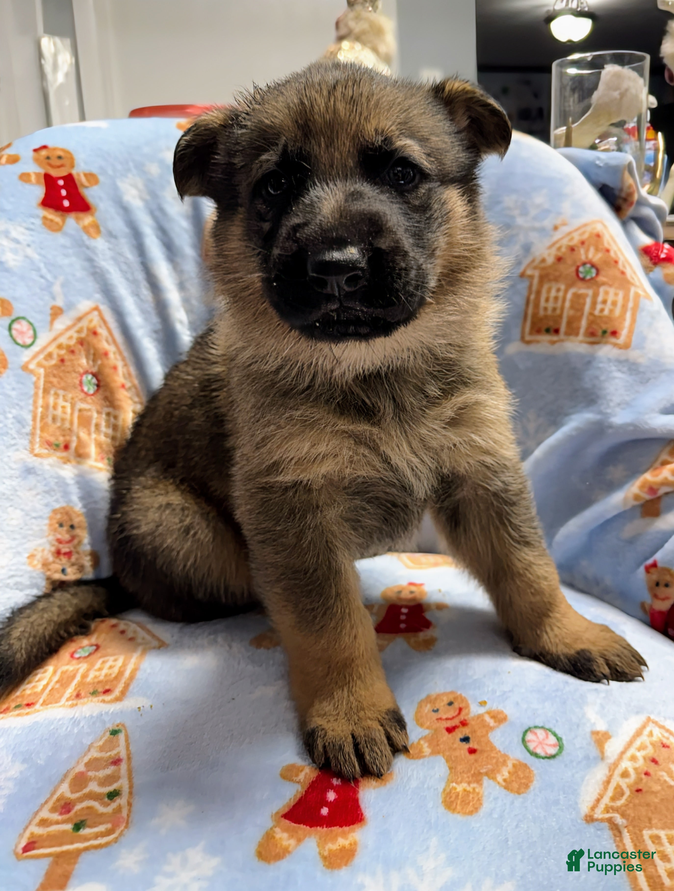 German Shepherd dogs Rex - Ad 38