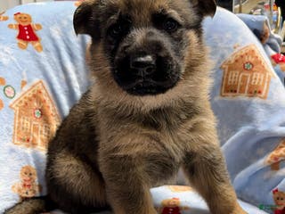 German Shepherd dogs Rex - Ad 38