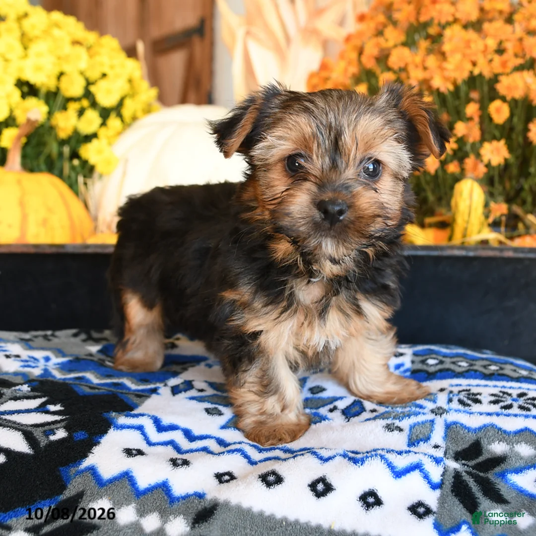 Shorkie dogs for sale: Cookie - Ad 2