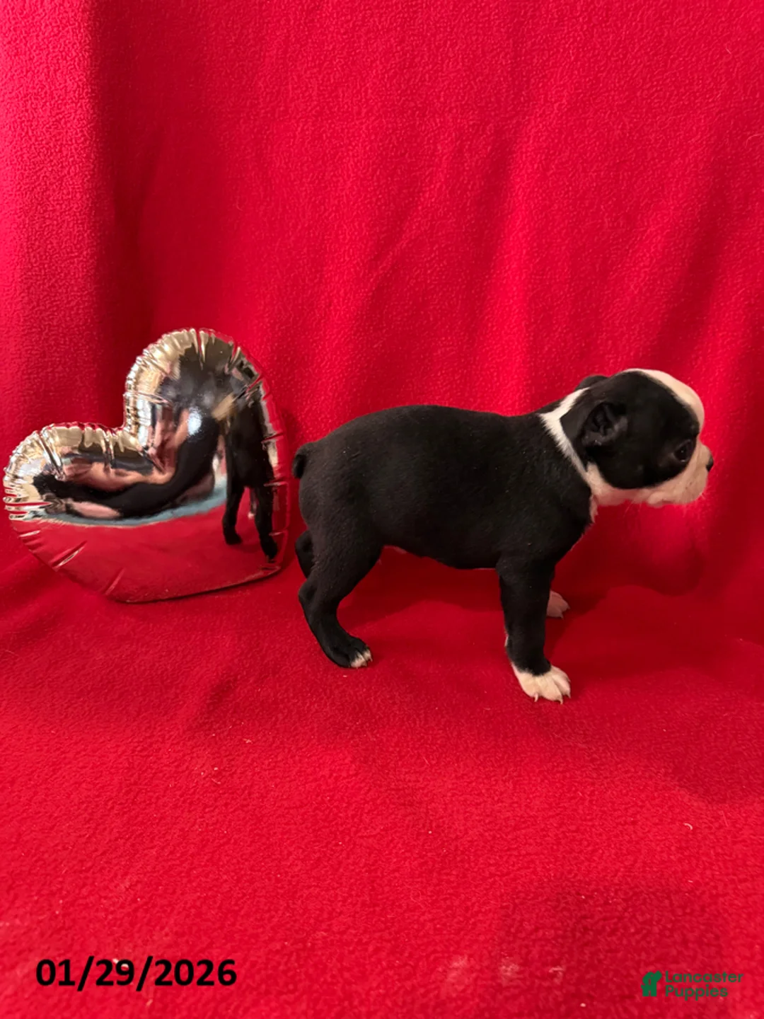 Boston Terrier dogs for sale: Hank - Ad 3