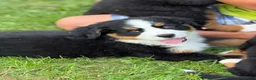 Bernese Mountain Dog dogs for sale: Skye - Ad 2
