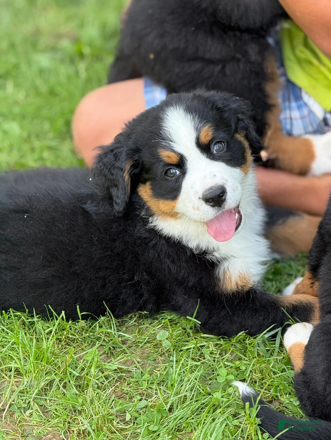 Bernese Mountain Dog dogs for sale: Skye - Ad 2