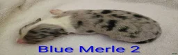 Border Collie dogs for sale: Border Collie 7 - Ad 2